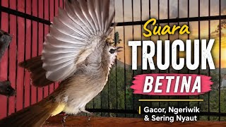 Download lagu Suara TRUCUK BETINA | Gacor, Ngeriwik & Sering Nyaut mp3