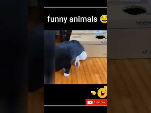 funny animals cats and dogs😂 ||#shorts