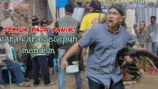 Download lagu NGERI!! SESEPUH KUDA KEPANG SETYA BUDAYA MENDEM SAMPE SEPERTI INI mp3 Download lagu NGERI!! SESEPUH KUDA KEPANG SETYA BUDAYA MENDEM SAMPE SEPERTI INI mp3