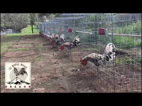 ASIL HALMIN , RAMPURI ,MUGS -OREGON