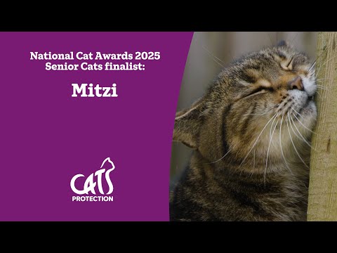 Mitzi | Intuitive, senior cat | National Cat Awards 2025