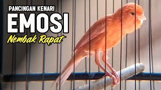 Download lagu KENARI GACOR PANJANG Emosi Cuit Cuit Rol Rapat Ampuh utk Pancingan Kenari Paud, Masteran Murai Batu mp3