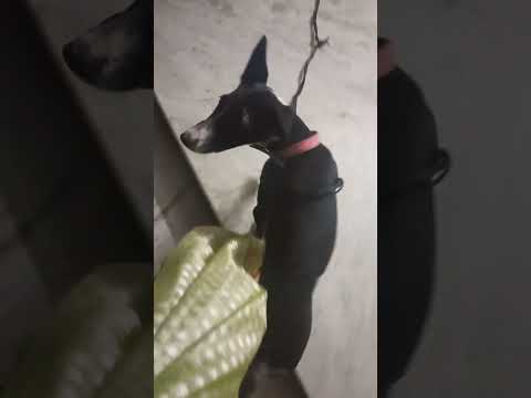 #మా లక్కీకి కొంచెం సేపు తర్వాత నేను #కనబడేసరికి #వాడి ఆనందం చూడాలి