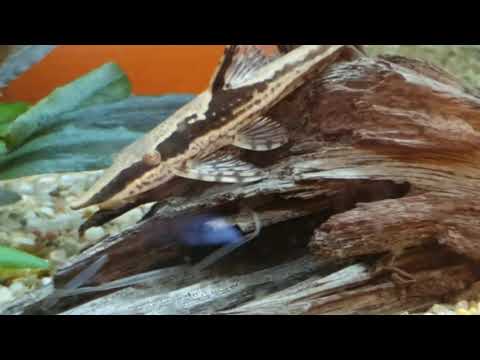 Oase Highline 300l - Sturisoma aureum oder Sturisoma festivum. what denn nun?