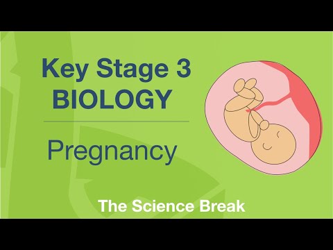 Key Stage 3 Science (Biology) - Pregnancy