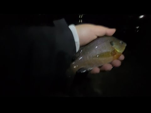 Late night hood fishing for Bluegill. 