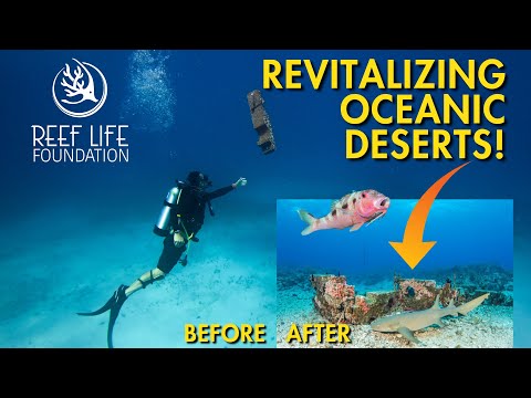 Restoring Kelp Forests with Nanotechnology