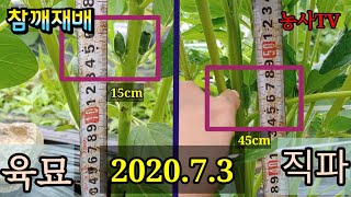 참깨재배, 5월 5일 파종한 육묘와 직파 꼬투리위치 비교, 장마철 방제 [농사TV]