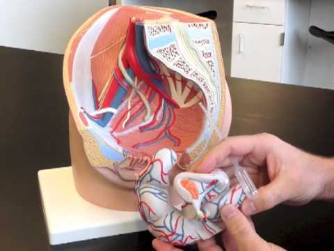 Female Midsagittal Pelvic Model