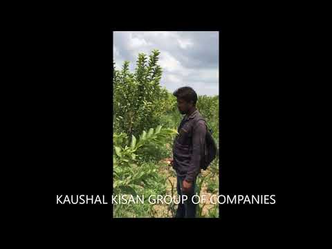 L49 Guava Plant