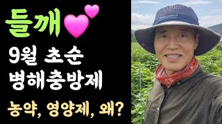 들깨???? 9월초순 병해충 방제???? 사용한 농약?영양제? 왜?