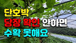 단호박 흰가루병,노균병이 왔어요. 따줘야해서 농약은 못하고 이걸로 방제했어요.과실파리는 꾸준히....