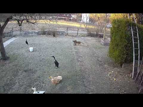 Killerkatze in Pernitz