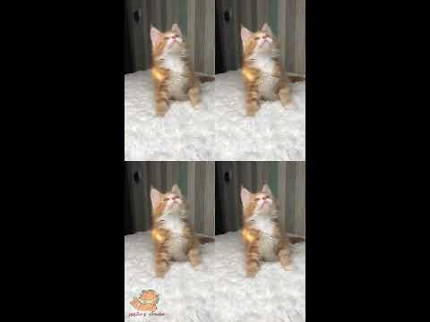 , title : 'قطط الماين كوون الجميلة ~ مقاطع فديو مضحكه'
