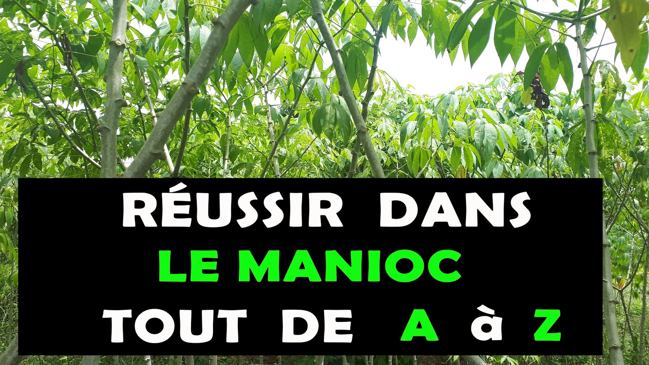 AGRICULTURE: Tout pour réussir une entreprise dans la culture et transformation du Manioc en Afrique