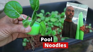Garden Hacks 101 | Growing Plants in a Pool Noodle