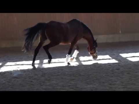 3 J. Wallach v. A Gorgeous x Don't Worry