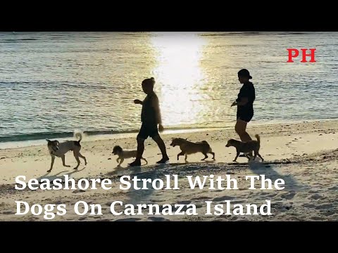 Carnaza Dog Walking