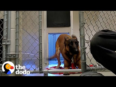 Nobody Could Touch This Very Aggressive Dog Until...???? | The Dodo