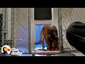 Nobody Could Touch This Very Aggressive Dog Until The Dodo