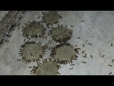 image-Does EcoLogic kill ants?