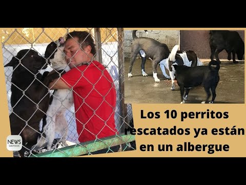 Rescate perruno. llevan a 10 perritos rescatados al albergue de Lucky Dogs Club House