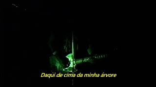 Pearl Jam - In My Tree (Legendado em Português)