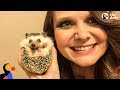 Hedgehog And Mom Are Perfect For One Another - WALDO | The Dodo