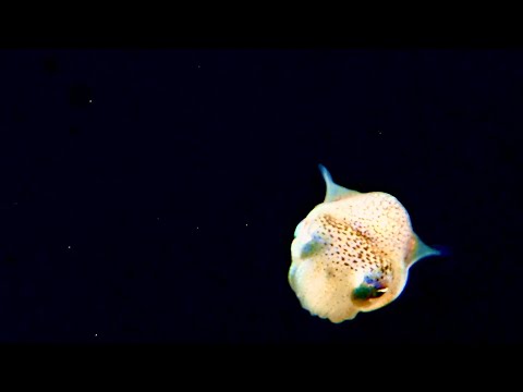 Pelagic Magic black water dive with Jack’s Dive Locker