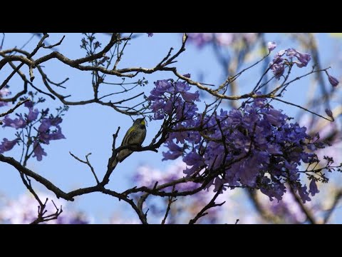 Ungewöhnlich frühe Baumblüte in Mexiko-Stadt