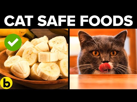 image-Does paprika deter cats?