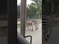 Zebra Safari Park Lahore Zoo Animals Zebra Mountains Lions Pets Peacock Safari Safarizoo
