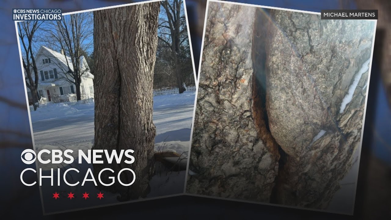 Are trees exploding due to cold? Or is there a different weather phenomenon happening?