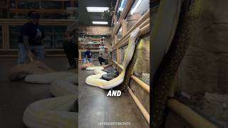 Download lagu Anaconda VS Python, Who Wins? 😳 mp3