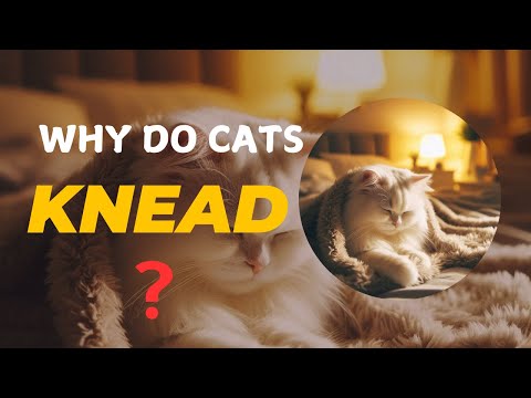 Why Do Cats Knead? The Secret Behind Your Cat's Comforting Behavior