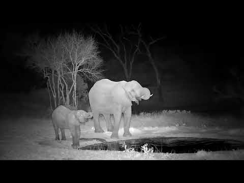 Djuma: Elephant mom and calf drink at the pan - 19:40 - 09/28/2022