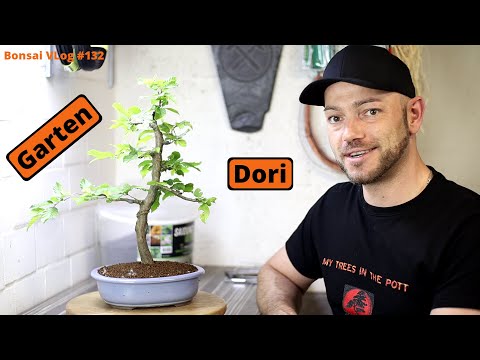 Mein Gartendori zum ersten Mal in einer Schale - Hainbuche Wall [Umtopfen] | Bonsai VLog #132