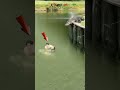 Buaya Besar Mengejar Orang Yang Sedang Berenang Di Sungai Animals Amazing Crocodile