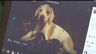 Youngstown woman’s puppy stolen from yard, sold on Facebook