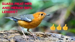Download lagu Suara pikat Mp3 burung anis merah Terbukti paling ampuh mp3 Download lagu Suara pikat Mp3 burung anis merah Terbukti paling ampuh mp3