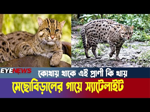 মেছোবিড়ালের গায়ে স্যাটেলাইট, কোথায় থাকে এই প্রাণী কি খায়- জানা যাবে সব | Eye News