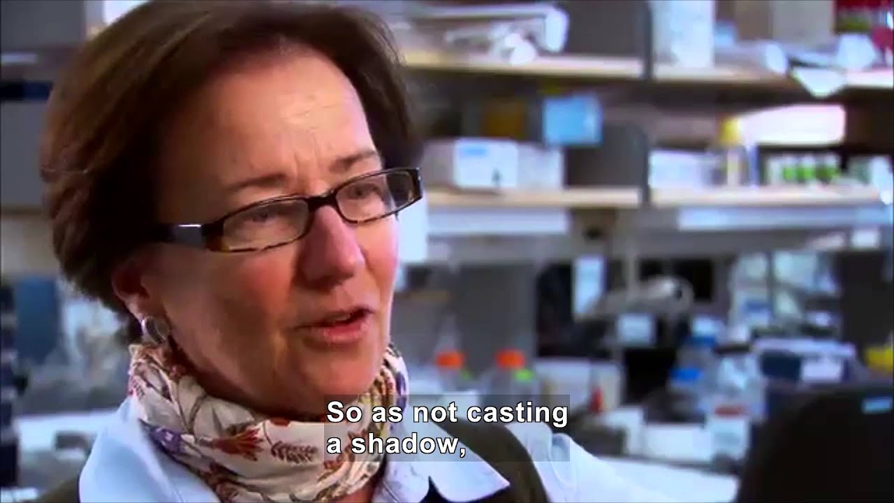 Glowing Squid (Accessible Preview)