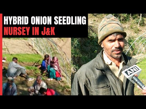 , title : 'In A First, J&K Farmer Establishes Hybrid Onion Seedling Nursery'