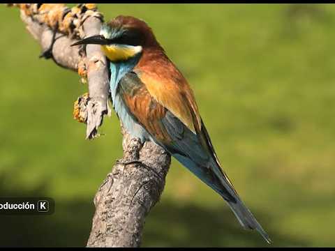 Meropidae