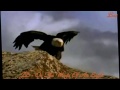 John Denver - On The Wings Of An Eagle - Baz