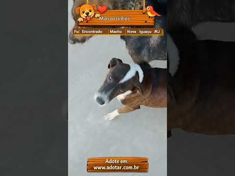 Vídeo de Marronzinhos