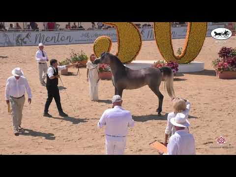 N 143 EKS SIRAJJ   Mediterranean and Arab Countries AHC   Menton 2021   Colts 3 Years Old Class 8