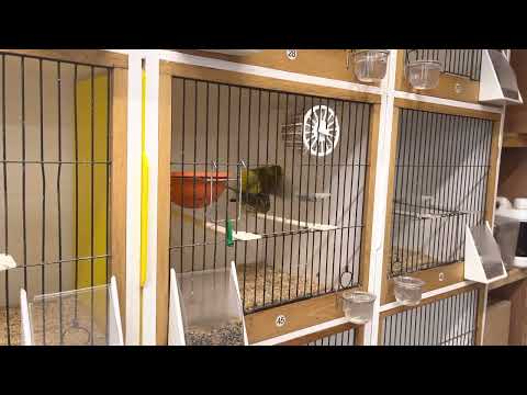 2023 Fife Breeding Season