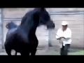 Black Stallion Popping U Horse Mating Horse Breeding