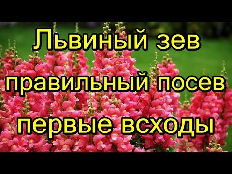 🌺#Львиный зев. Правильный посев семян. Первые всходы.